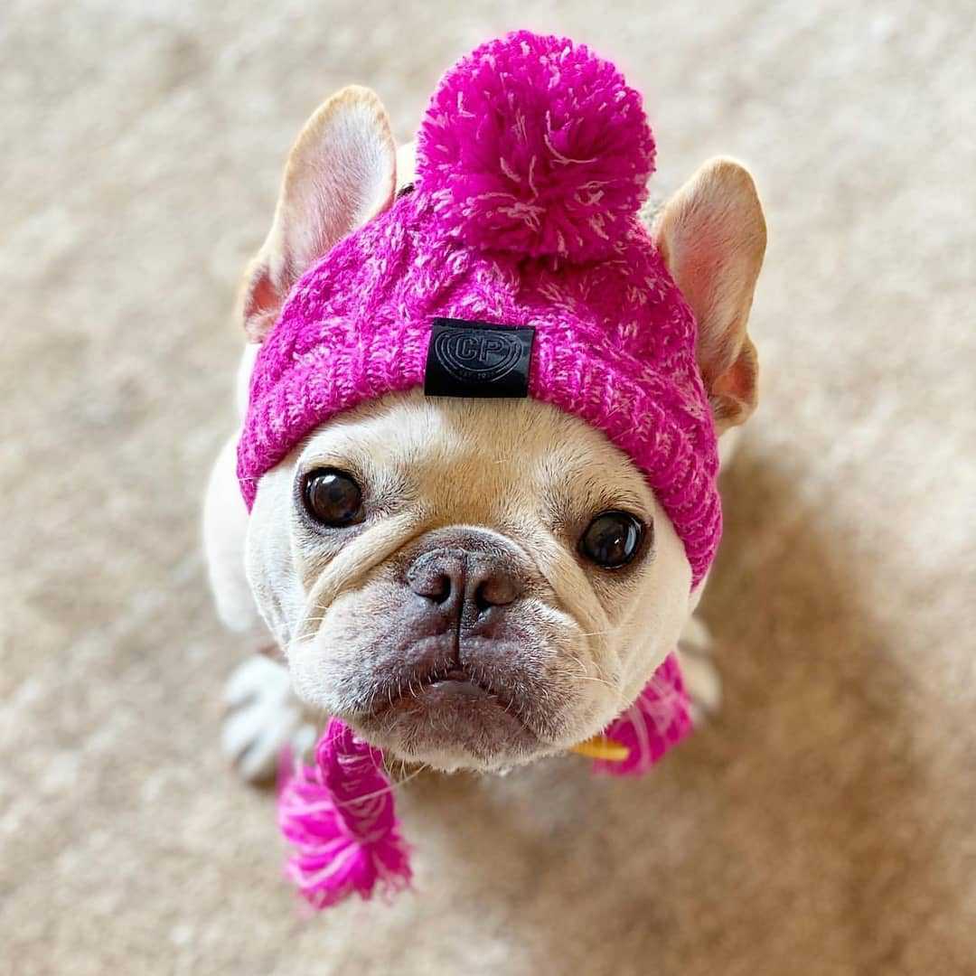 Fur Ball Warm And Windproof Fluffy Ball Knitting Method Dog  Hat