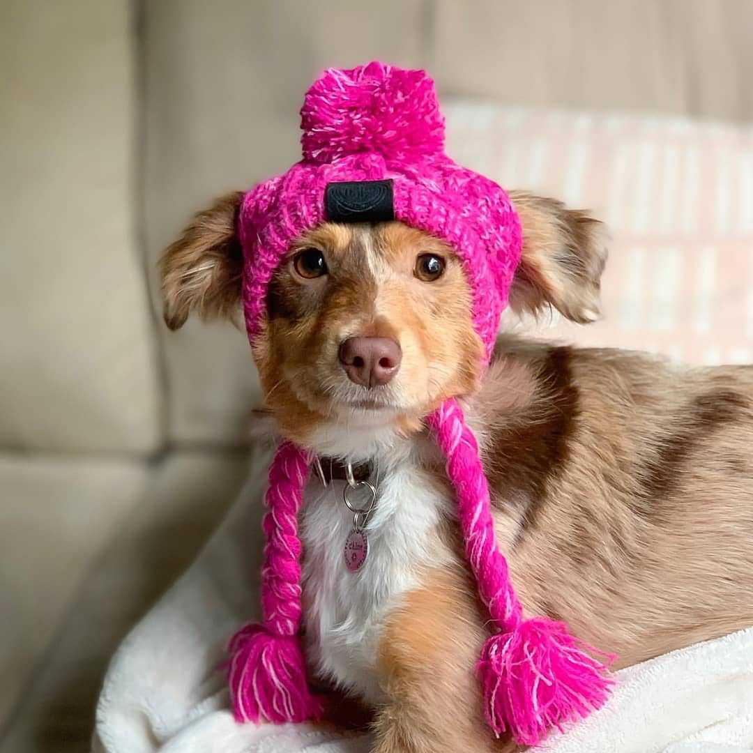 Fur Ball Warm And Windproof Fluffy Ball Knitting Method Dog  Hat