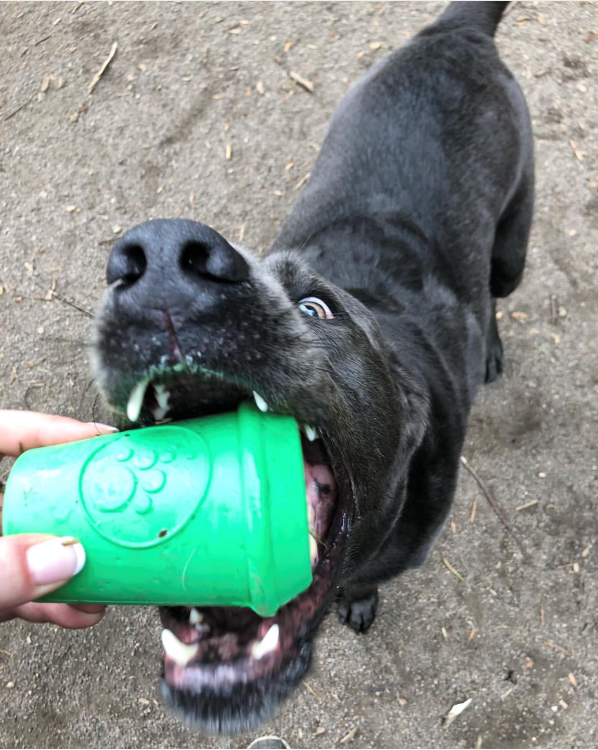 Coffee Cup Rubber Dog Chew Toy Treat Dispenser EDispenser