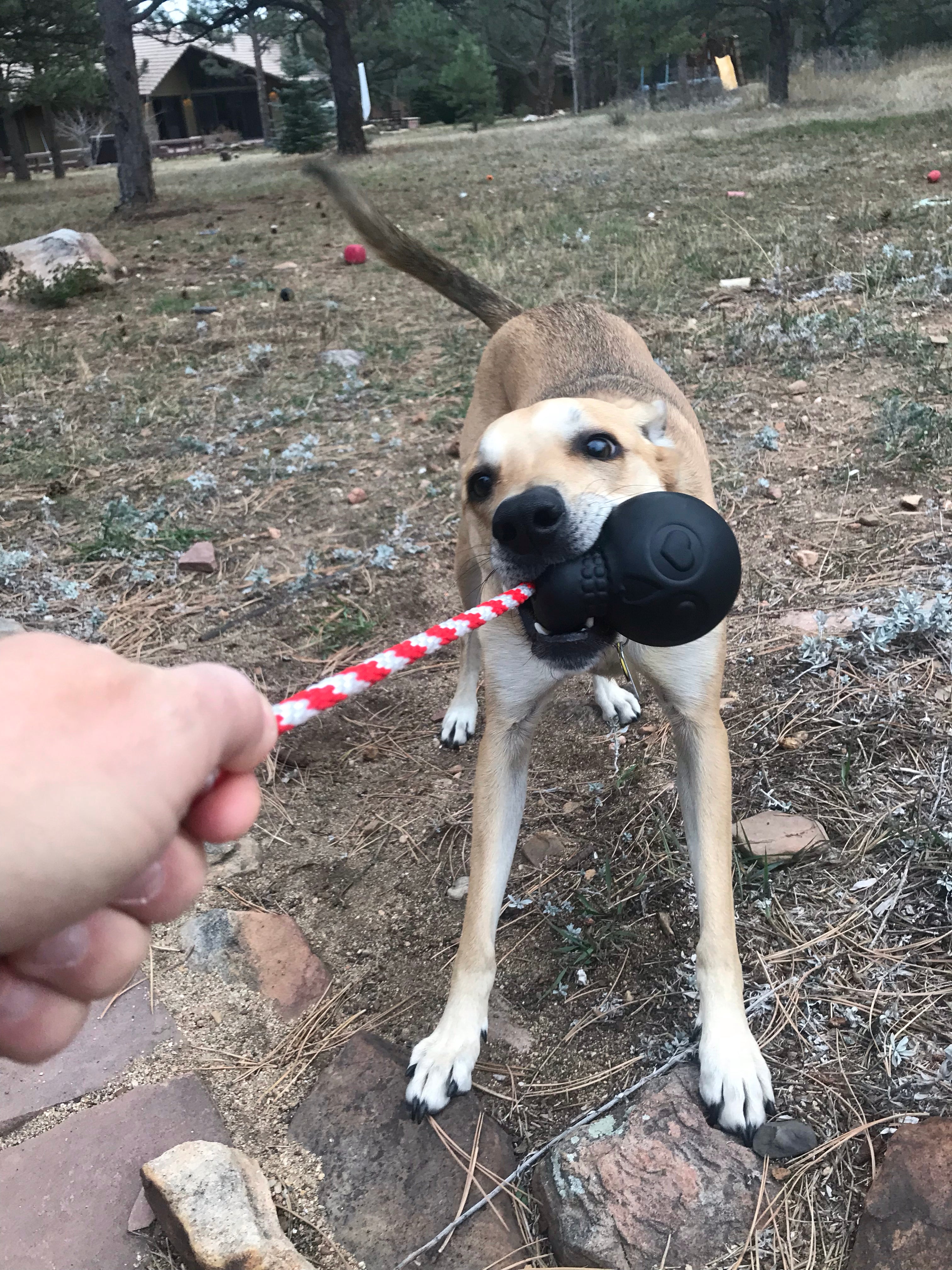 USA-K9 Magnum Skull Black Rubber Chew Toy for Extreme Chewers
