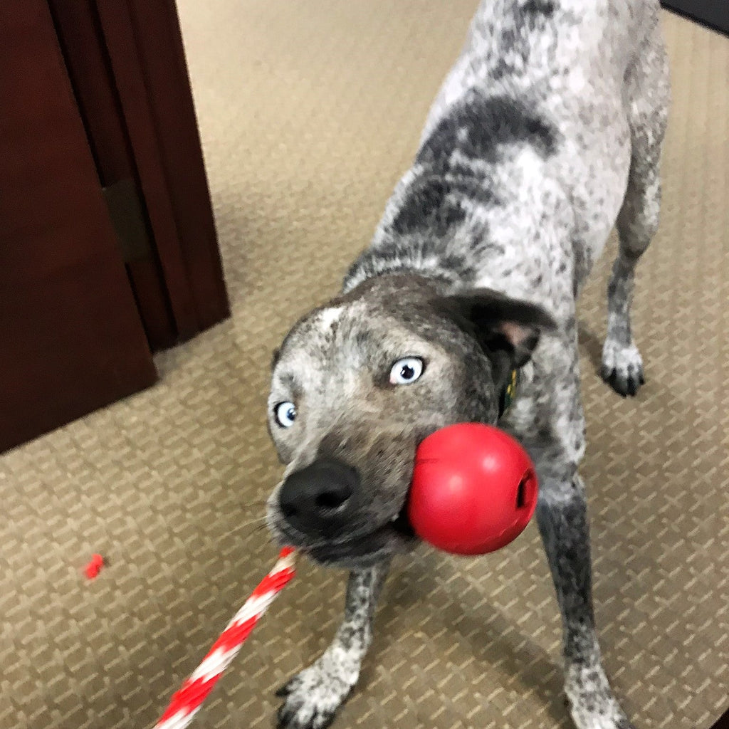 USA-K9 Cherry Bomb Rubber Dog Chew Toy For Heavy Chewers