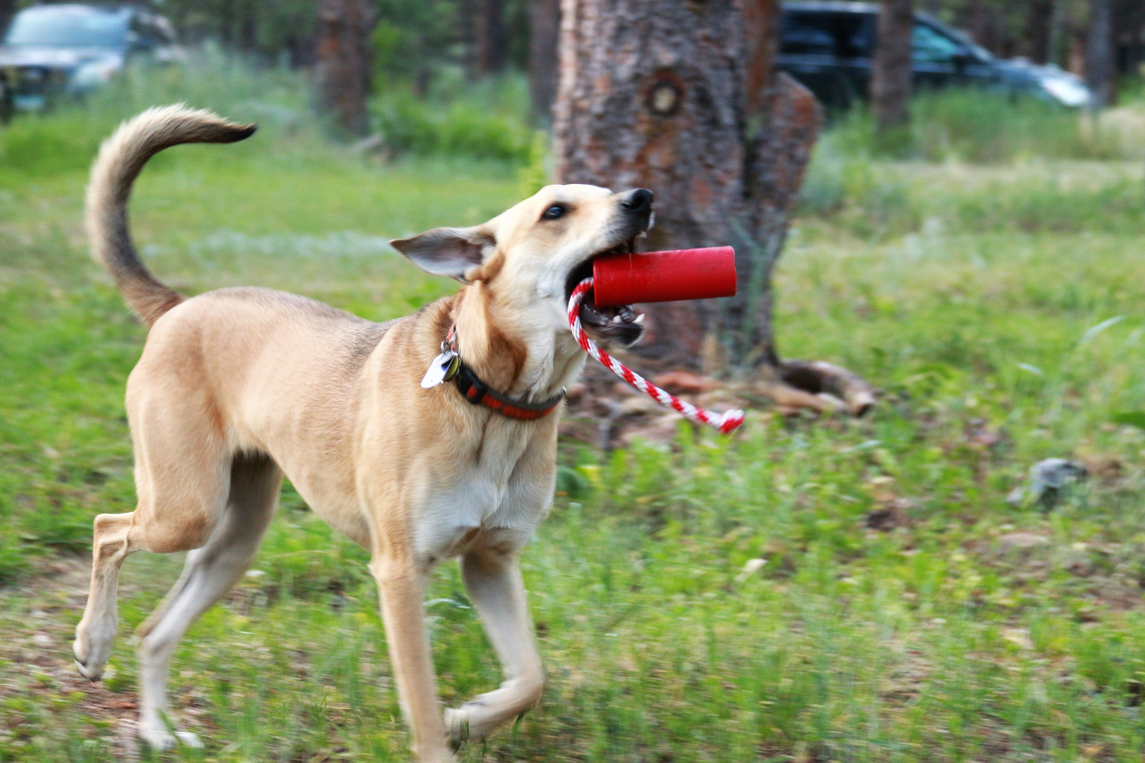 USA-K9 Firecracker Floating Training Dummy For K9 Handling Red