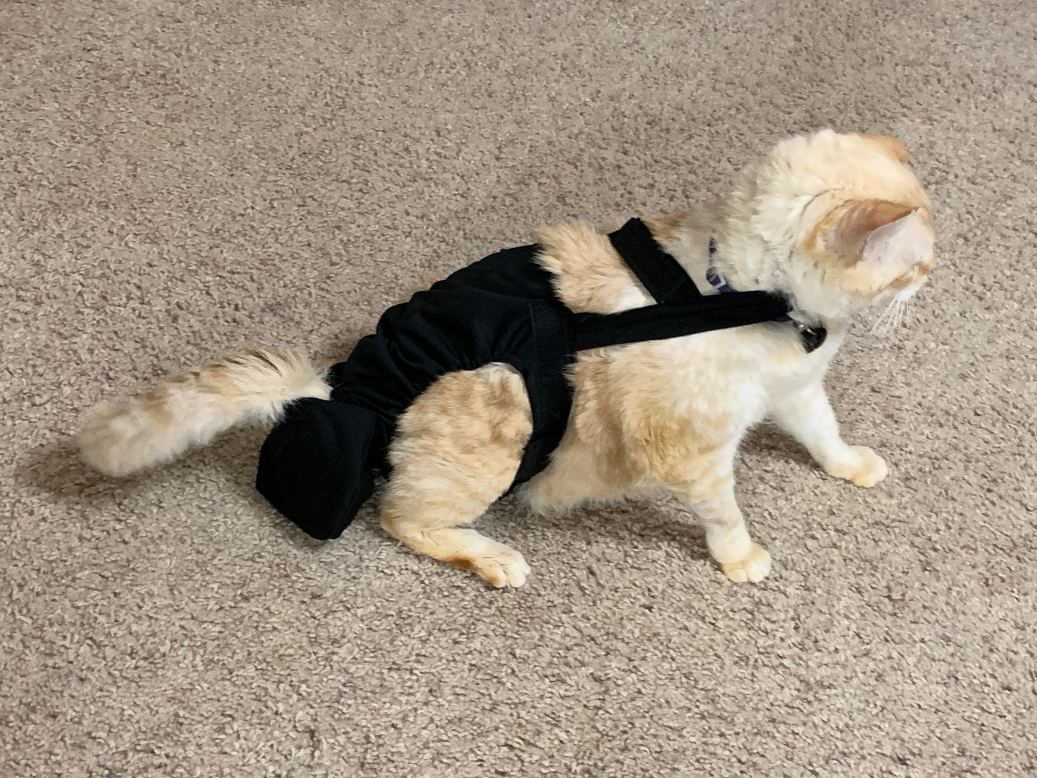 Diapurr Cat Diaper