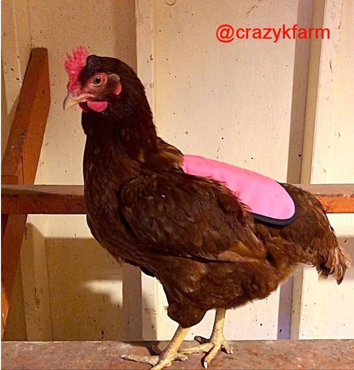 Hen Saver Chicken Saddle for Hens (Made in USA Hen Apron)