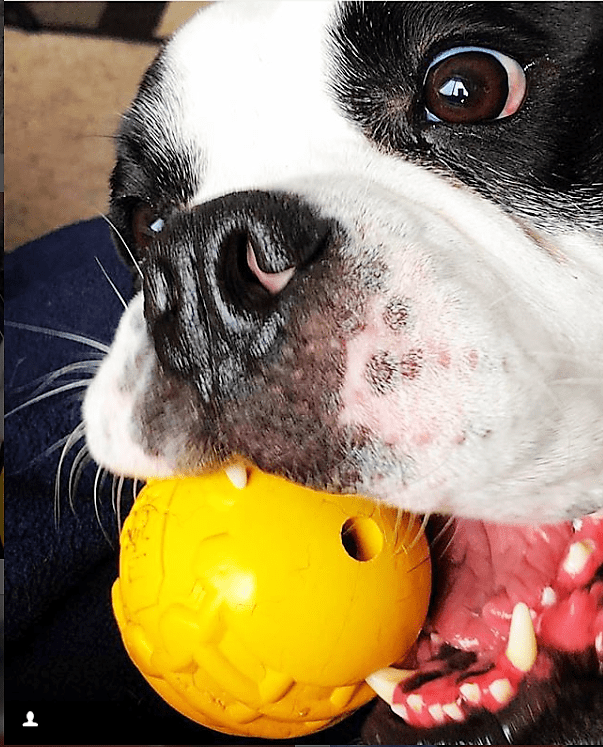 SodaPup Industrial Dog Ball Ultra Durable Rubber Chew Toy For Heavy Chewers USA