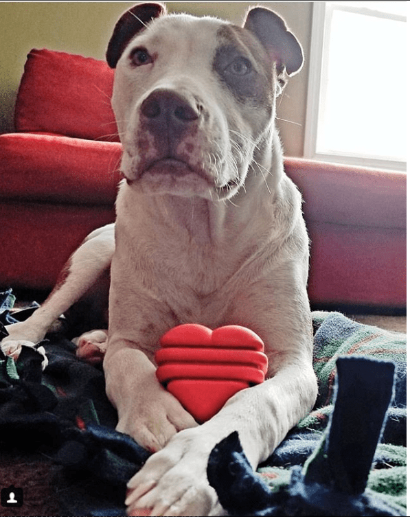 Heart on a String Dog Toy Durable Rubber Tug For Large Dogs HS-01