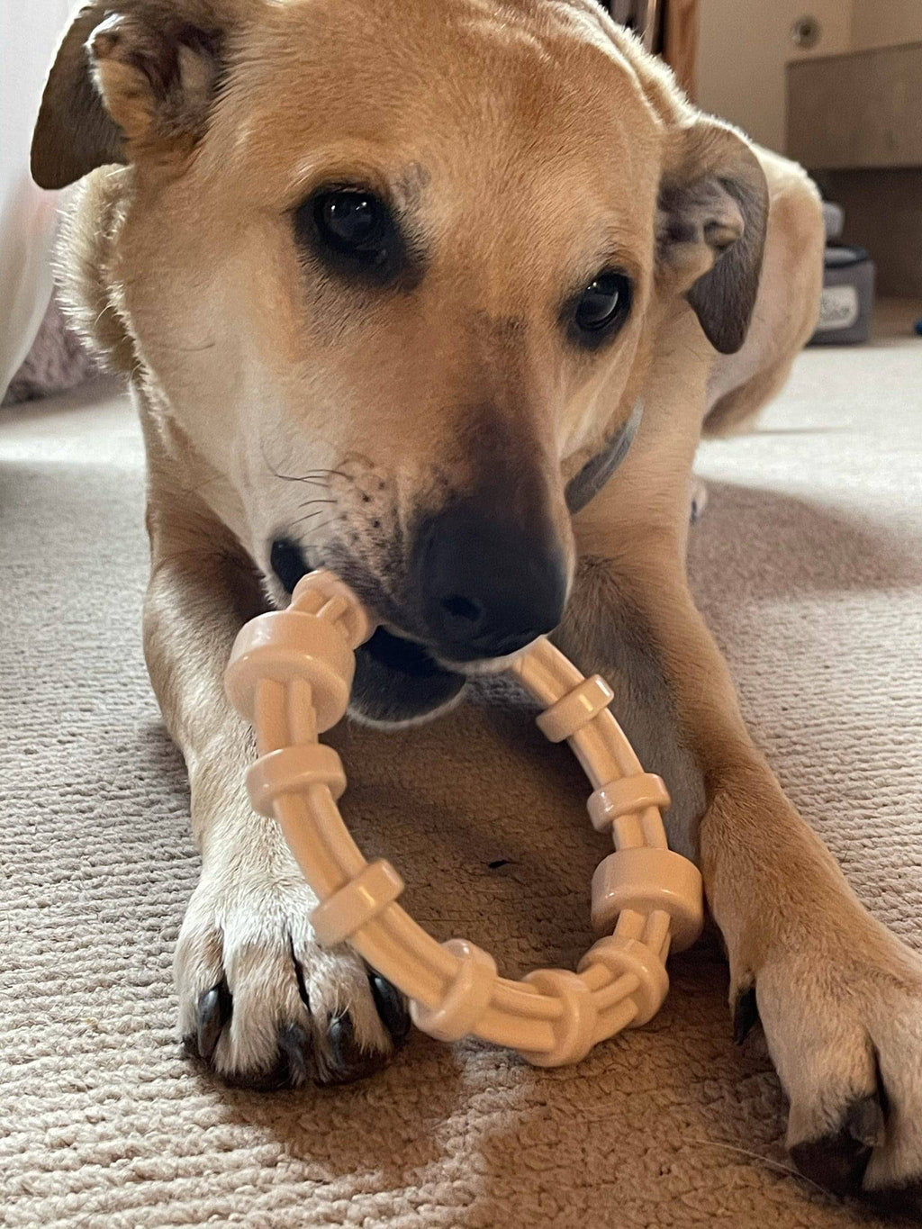 Honey Bone Chicken Flavored Teething Ring For Puppies Hb-Chicken