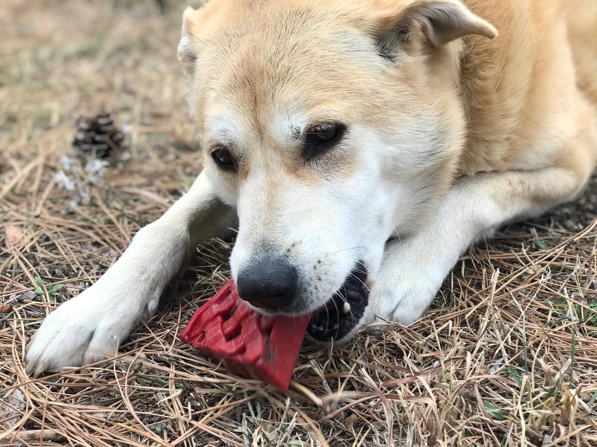 SodaPup Cherry Pie eChew Nylon Dog Chew Toy for Aggressive Chewers